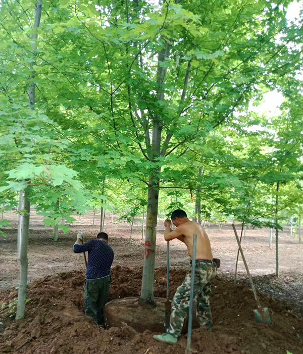 美国红枫挖树实拍